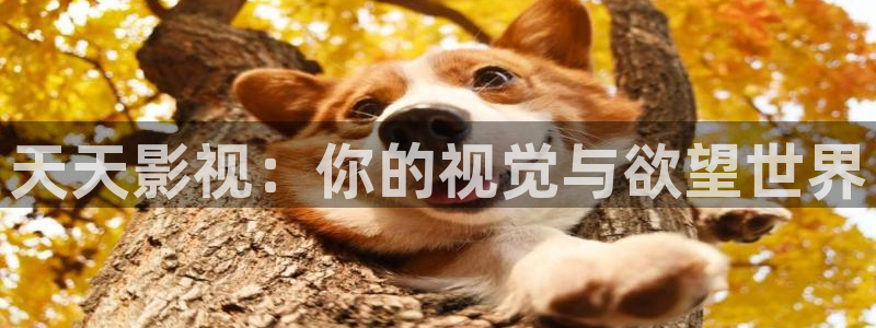 桔子tv版：天天影视：你的视觉与欲望世界